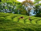 蕉城連續(xù)五年上榜“中國(guó)茶業(yè)百?gòu)?qiáng)縣域”名單