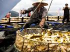 2023寧德大黃魚捕撈季暨京東農(nóng)特產(chǎn)購(gòu)物節(jié)啟動(dòng)