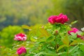 八都南崗：牡丹花開(kāi)綻春韻