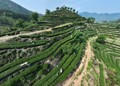 臺(tái)農(nóng)茶園扎根霍童 奏響共富裕新章